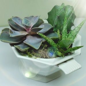 Live Succulent Ceramic Planter Arrangement Gift
